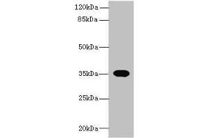 Western blot All lanes: OR2H1 antibody at 0. (OR2H1 抗体  (AA 157-193))