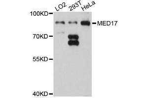 Western blot analysis of extracts of various cell lines, using MED17 antibody (ABIN5996192) at 1:3000 dilution. (MED17 抗体)