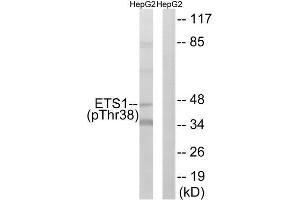 Western Blotting (WB) image for anti-V-Ets erythroblastosis Virus E26 Oncogene Homolog 1 (Avian) (ETS1) (pThr38) antibody (ABIN1847274) (ETS1 抗体  (pThr38))