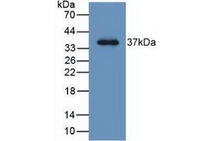 Western Blot; Sample: Recombinant LRG1, Human. (LRG1 抗体  (AA 37-340))