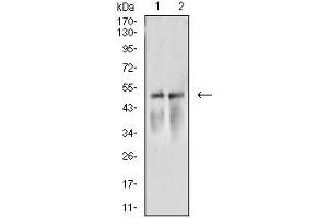 Western blot analysis using ACTR3 mouse mAb against NIH/3T3 (1) and A549 (2) cell lysate. (ACTR3 抗体  (AA 287-418))