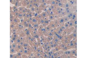 IHC-P analysis of Mouse Tissue, with DAB staining. (Aggrecan 抗体  (AA 34-147))