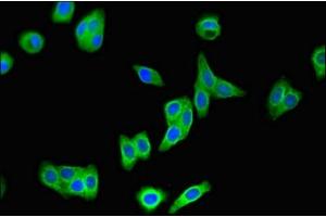 Immunofluorescent analysis of HepG2 cells using ABIN7166309 at dilution of 1:100 and Alexa Fluor 488-congugated AffiniPure Goat Anti-Rabbit IgG(H+L) (WNT7A 抗体  (AA 126-302))