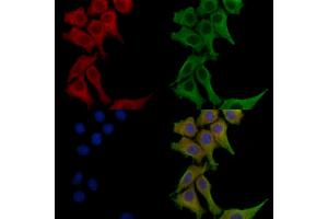 ABIN6260744 and ABIN6272626 staining HepG2 cells by IF/ICC. (CEACAM8 抗体  (N-Term))
