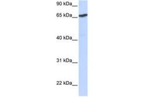 Image no. 1 for anti-L(3)mbt-Like 1 (L3MBTL1) (AA 144-193) antibody (ABIN6742622) (L3MBTL1 抗体  (AA 144-193))