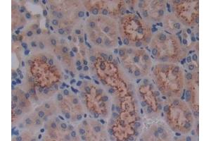 Detection of Cys-C in Mouse Kidney Tissue using Polyclonal Antibody to Cystatin C (Cys-C) (CST3 抗体  (AA 21-140))