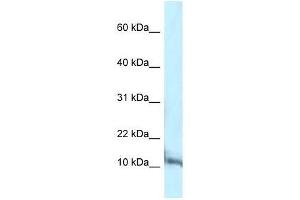 Western Blot showing Pcbd1 antibody used at a concentration of 1. (PCBD1 抗体  (C-Term))