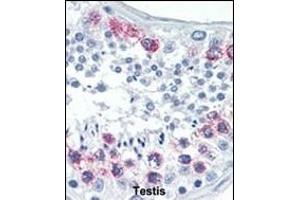 Formalin-fixed and paraffin-embedded human Testis tissue reacted with EZH2 Antibody (Center) (ABIN6244310 and ABIN6578917) , which was peroxidase-conjugated to the secondary antibody, followed by AEC staining. (EZH2 抗体  (AA 410-440))