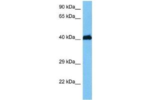 Host:  Mouse  Target Name:  HMBOX1  Sample Tissue:  Mouse Brain  Antibody Dilution:  1ug/ml (HMBOX1 抗体  (N-Term))