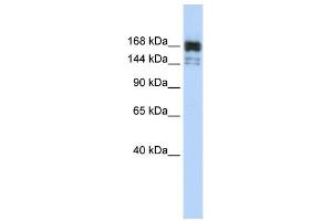 WB Suggested Anti-XRN1 Antibody Titration:  0. (XRN1 抗体  (Middle Region))