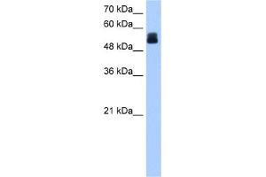 WB Suggested Anti-CRISPLD2 Antibody Titration:  0. (CRISPLD2 抗体  (N-Term))