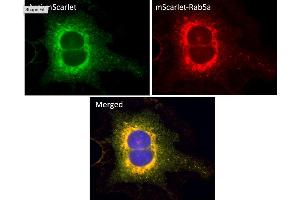 Immunofluorescence (IF) image for anti-mScarlet antibody (ABIN7273089) (mScarlet 抗体)