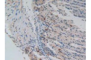 IHC-P analysis of Mouse Stomach Tissue, with DAB staining. (NUP85 抗体  (AA 418-653))
