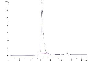 Size-exclusion chromatography-High Pressure Liquid Chromatography (SEC-HPLC) image for CD4 (CD4) (AA 26-390) protein (Fc Tag) (ABIN7274181)