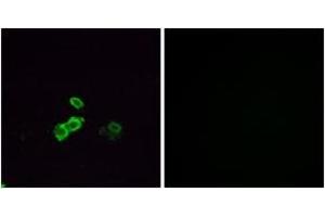 Immunofluorescence (IF) image for anti-Olfactory Receptor, Family 14, Subfamily J, Member 1 (OR14J1) (AA 272-321) antibody (ABIN2891036) (OR14J1 抗体  (AA 272-321))