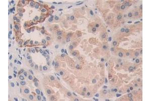 IHC-P analysis of Human Kidney Tissue, with DAB staining. (KIR2DL3 抗体  (AA 22-342))