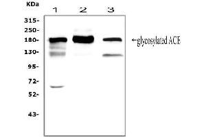 Western blot analysis of ACE using anti-ACE antibody (ABIN3043777). (Angiotensin I Converting Enzyme 1 抗体  (AA 651-864))