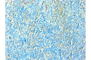 Immunohistochemistry of paraffin-embedded human tonsil tissue using ABIN7172534 at dilution of 1:100 (TFEB 抗体  (AA 1-220))