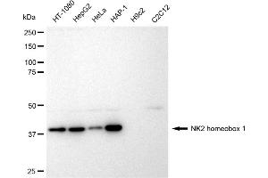 Western blotting analysis using NK2 homeobox 1 antibody (ABIN7799608).