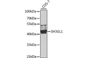 Western blot analysis of extracts of COS-7 cells, using SH3GL1 antibody (ABIN4905151) at 1:1000 dilution. (SH3GL1 抗体)