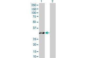 Western Blot analysis of SNURF expression in transfected 293T cell line by SNURF MaxPab polyclonal antibody. (SNURF 抗体  (AA 1-240))