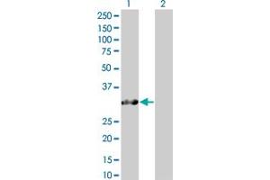 Western Blot analysis of SNURF expression in transfected 293T cell line by SNURF MaxPab polyclonal antibody.