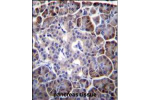 MYBPHL Antibody immunohistochemistry analysis in formalin fixed and paraffin embedded human pancreas tissue followed by peroxidase conjugation of the secondary antibody and DAB staining. (MYBPHL 抗体  (N-Term))