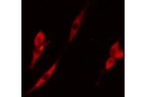 ABIN6274295 staining RAW264. (ADK 抗体  (N-Term))
