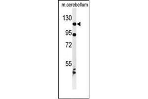 Western blot analysis of KIF6 Antibody (N-term) in mouse cerebellum tissue lysates (35ug/lane). (KIF6 抗体  (N-Term))