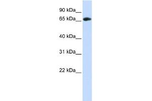 WB Suggested Anti-WDR21A Antibody Titration: 0. (DCAF4 抗体  (Middle Region))