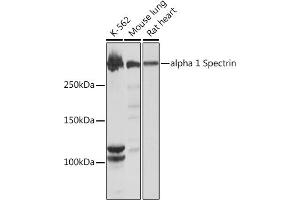 Western blot analysis of extracts of various cell lines, using alpha 1 Spectrin Rabbit mAb (ABIN7270517) at 1:1000 dilution. (SPTA1 抗体)