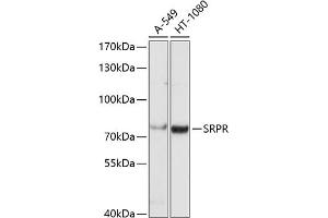 Western blot analysis of extracts of various cell lines, using SRPR antibody (ABIN6130704, ABIN6148457, ABIN6148458 and ABIN6221633) at 1:1000 dilution. (SRPR 抗体  (AA 1-220))