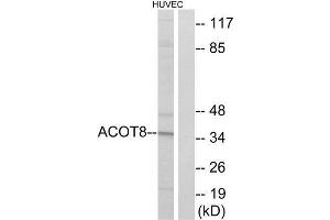 Western Blotting (WB) image for anti-Acyl-CoA Thioesterase 8 (ACOT8) (Internal Region) antibody (ABIN1850686) (ACOT8 抗体  (Internal Region))