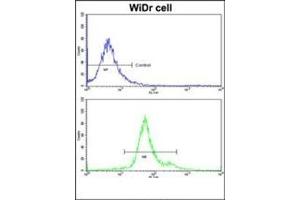Flow cytometric analysis of widr cells using GSTP1 Antibody (C-term) Cat. (GSTP1 抗体  (C-Term))