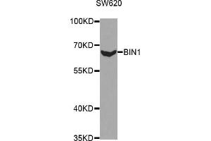 Western blot analysis of extracts of SW620 cells, using BIN1 antibody (ABIN5970905) at 1/1000 dilution. (BIN1 抗体)
