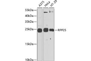 Western blot analysis of extracts of various cell lines, using RPP25 antibody (ABIN6133248, ABIN6147176, ABIN6147177 and ABIN6225317) at 1:1000 dilution.