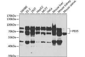 Western blot analysis of extracts of various cell lines, using PEX5 antibody (ABIN6133015, ABIN6145469, ABIN6145471 and ABIN6221464) at 1:1000 dilution. (PEX5 抗体  (AA 1-260))