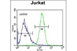 C Antibody (Center) (ABIN651778 and ABIN2840396) flow cytometric analysis of Jurkat cells (right histogram) compared to a negative control cell (left histogram). (CCDC106 抗体  (AA 151-180))