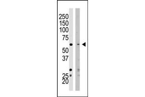 Western blot analysis of SET07 polyclonal antibody (ABIN387992 and ABIN2845267) in HeLa cell lysate (Lane 1) and NIH/3T3 cell lysate (Lane 2). (SETD8 抗体  (N-Term))