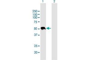 Western Blotting (WB) image for anti-Wingless-Type MMTV Integration Site Family, Member 3A (WNT3A) (AA 1-385) antibody (ABIN529925)