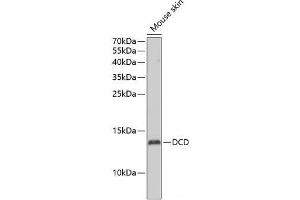 Western blot analysis of extracts of Mouse skin using DCD Polyclonal Antibody at dilution of 1:1000. (Dermcidin 抗体)
