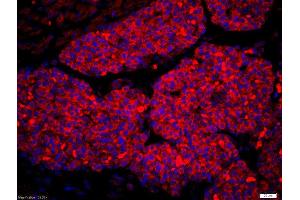 Immunofluorescence (IF) image for anti-Amphiregulin (AREG) (AA 185-252) antibody (ABIN704996)