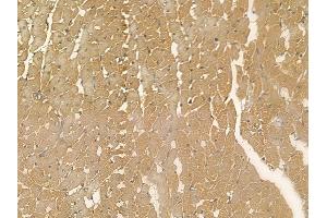 IPCEF1 Mouse Monoclonal Antibody at 1/100 staining rat heart tissue by IHC-P.