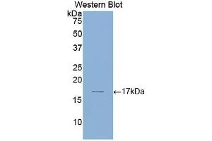 Detection of Recombinant LAMa1, Human using Polyclonal Antibody to Laminin Alpha 1 (LAMA1) (Laminin alpha 1 抗体  (AA 2613-2746))