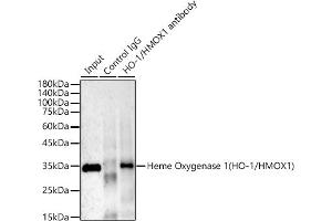 Immunoprecipitation analysis of 300 μg extracts of HepG2 cells using 3 μg Heme Oxygenase 1 (HO-1/HMOX1) antibody .