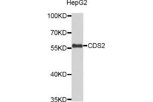Western blot analysis of extracts of HepG2 cells, using CDS2 antibody (ABIN5972367). (CDS2 抗体)