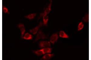 ABIN6272301 staining HepG2 by IF/ICC. (TMBIM4 抗体  (N-Term))