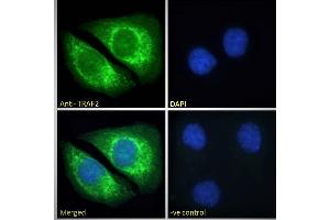 ABIN190911 Immunofluorescence analysis of paraformaldehyde fixed HeLa cells, permeabilized with 0. (TRAF2 抗体  (C-Term))