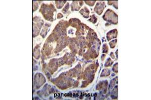 Immunohistochemistry (IHC) image for anti-Secretagogin, EF-Hand Calcium Binding Protein (SCGN) (AA 54-84), (N-Term) antibody (ABIN5534677)