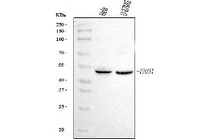 Western blot analysis of ENO1 using anti-ENO1 antibody (ABIN7601902).